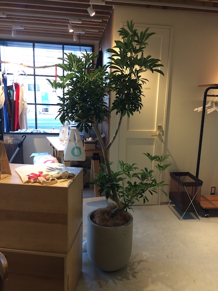 渋谷区のカフェへの観葉植物の設置事例 観葉植物レンタルの深山グリーン 新宿渋谷港区をはじめ東京西部へお届け