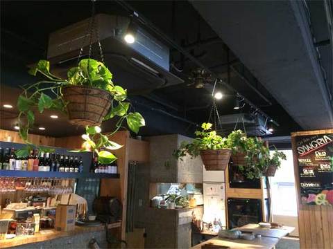 東京都内 観葉植物レンタルの深山グリーン 新宿渋谷港区をはじめ東京西部へお届け