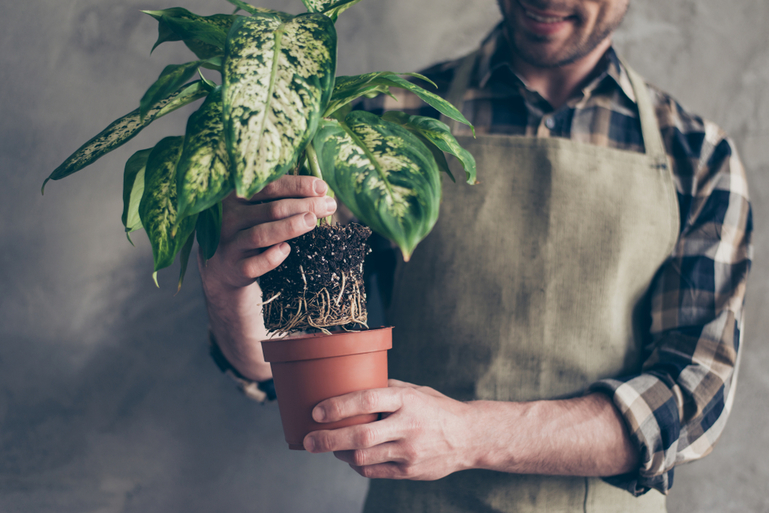オフィスや店舗で観葉植物をレンタルするまでの流れを徹底解説サムネイル