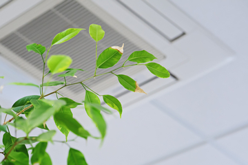 観葉植物はエアコンがある部屋でも育つの？オフィスやお店では？