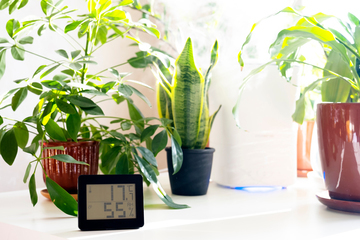 観葉植物に適した温度とは？季節ごとの温度管理のポイントをご紹介