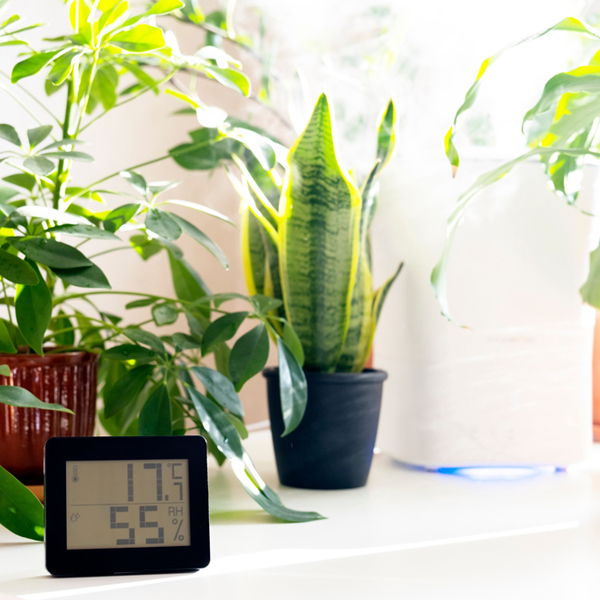 観葉植物に適した温度とは？季節ごとの温度管理のポイントをご紹介サムネイル