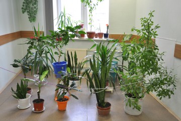 オフィスやお店に観葉植物を飾りたい！最適な空間にするその大きさについて