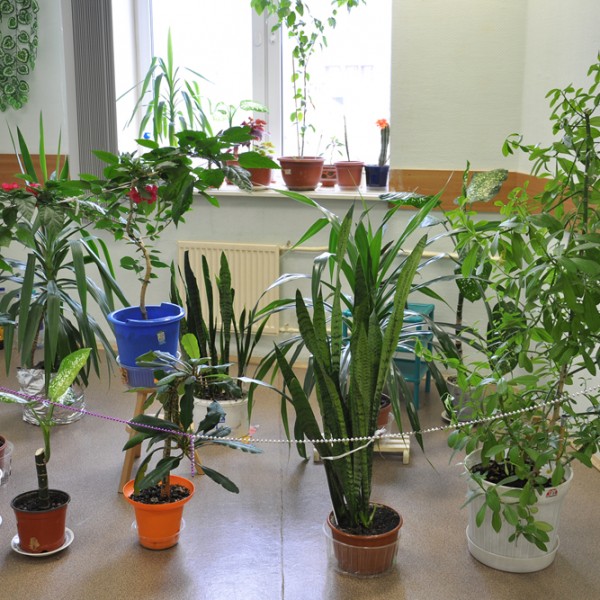オフィスやお店に観葉植物を飾りたい！最適な空間にするその大きさについてサムネイル