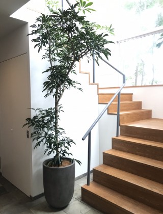 世田谷区のオフィスへの観葉植物の設置事例サムネイル