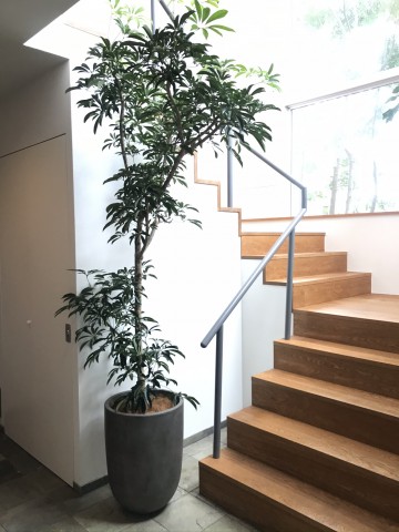 世田谷区のオフィスへの観葉植物の設置事例